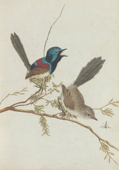 Birds of New South Wales with Their Natural History by John William Lewin